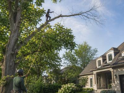 Two-man crew roping a limb down over a front garden