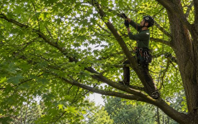 Climber tied in and working the upper growth of a mature maple