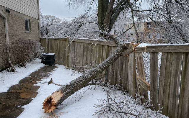 Ice-loaded tree down across a back garden fence after freezing rain
