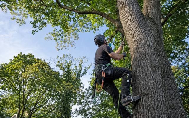 Climber ascending the trunk of a dying ash on rope and spikes